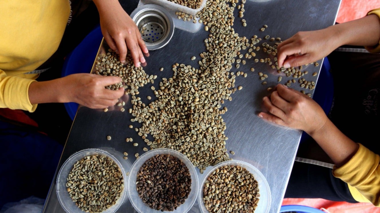 Pekerja mensortir biji kopi di tempat pengolahan kopi milik Kelompok Tani Kopi Wanoja di Ibun, Kabupaten Bandung, Jawa Barat, Rabu (16/10/2024). Bisnis/Rachman