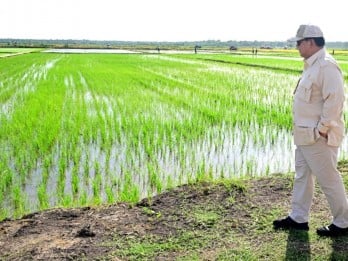 Pengamat Wanti-Wanti Proyek Agrinas Gagal Seperti Food Estate