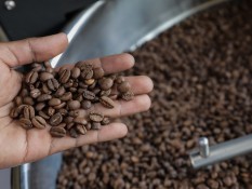 Vietnam dan Indonesia Titik Terang Pasokan Kopi Global 2025-2026