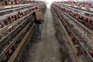 Permintaan Telur Ayam Meningkat Jelang Lebaran