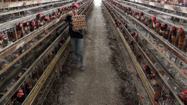 Permintaan Telur Ayam Meningkat Jelang Lebaran