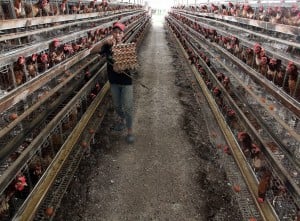 Permintaan Telur Ayam Meningkat Jelang Lebaran