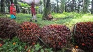 Naik Terus! Harga Sawit Riau Pekan Ini Tembus Rp3.741,93 per Kg