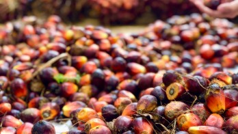 Harga Referensi CPO April 2025 Menguat Terkerek Permintaan dari China-India