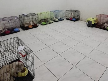 Jelang Lebaran, Bisnis Penitipan Anabul di Medan Dicari Konsumen