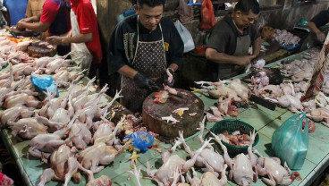 Harga Ayam Potong Melonjak Hingga Rp38 Ribu Per Kilogram