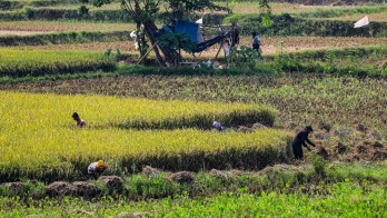 Jelang Panen Raya, Kementan Genjot Distribusi Alsintan Modern bagi Petani