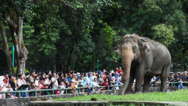 Puncak Lonjakan Pengunjung Ragunan