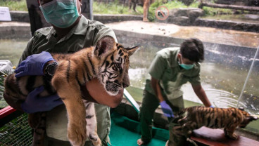 Koleksi Baru Anak Harimau Benggala Solo Safari