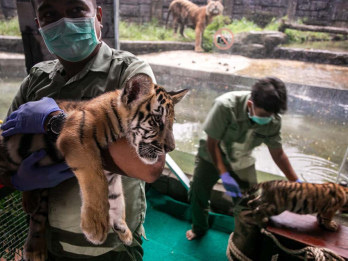 Koleksi Baru Anak Harimau Benggala Solo Safari