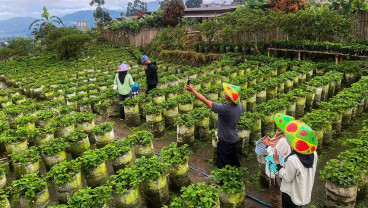 Menikmati Libur Lebaran Dengan Memetik Buah Stroberi di Agrowisata Ciwidey
