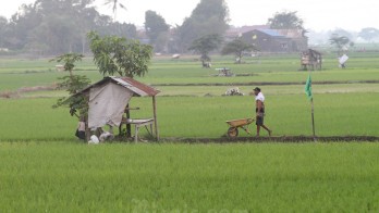Panen Raya, Gabah NTB Surplus 290.000 Ton