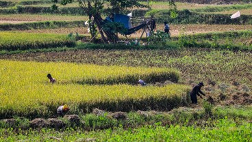 Produktivitas Tanaman Padi di Gunungkidul Meningkat