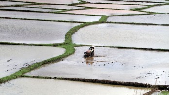 Momentum Positif Pertanian, NTP Kalimantan Timur Melonjak Maret 2025
