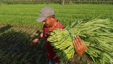 Nilai Tukar Petani Maret 2025 Naik
