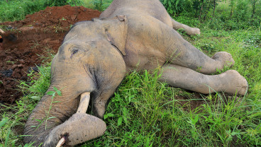 Gajah Sumatera Mati Tersengat Arus Listrik