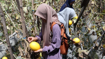 Edukasi Budi Daya Tanaman Holtikultura