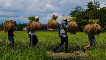 Panen Raya Adat Katto Bokko di Maros