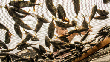 Produksi Ikan Kering di Aceh