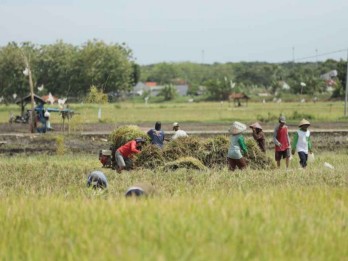 Kuartal 1/2025, Program Makmur Pupuk Indonesia Sentuh 128.000 Petani