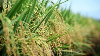 Harga Gabah Naik, Petani Cirebon Khawatir Tengkulak Main Harga