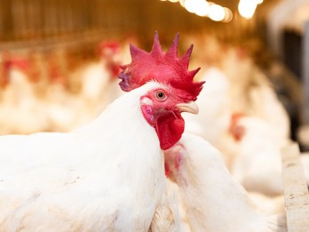Penuhi Kebutuhan Kepri, Japfa Group Bangun Peternakan Ayam di Bintan