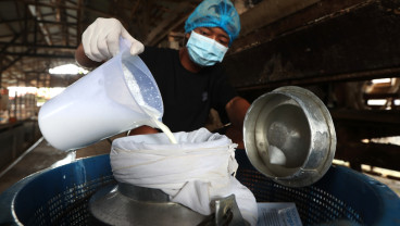 Produksi Susu Kambing Etawa