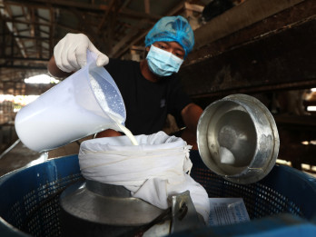 Produksi Susu Kambing Etawa