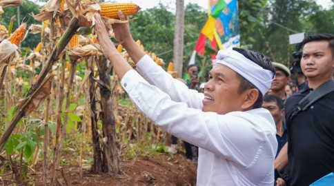 Panen Jagung di Garut, Dedi Mulyadi Dorong Pertanian Jadi Pilar Ekonomi Desa