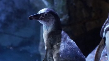 Cara Jakarta Aquarium & Safari Aktif Konservasi Satwa