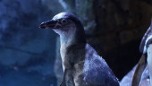 Cara Jakarta Aquarium & Safari Aktif Konservasi Satwa