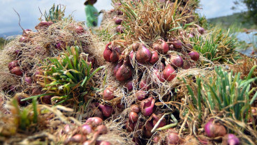 Kementan Mencatat Pasokan Bawang Merah Nasional Sudah Mencukupi