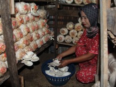 Padang Ditargetkan Punya Sentra Budi Daya Jamur Tiram