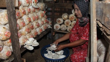Padang Ditargetkan Punya Sentra Budi Daya Jamur Tiram