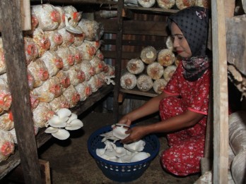 Padang Ditargetkan Punya Sentra Budi Daya Jamur Tiram