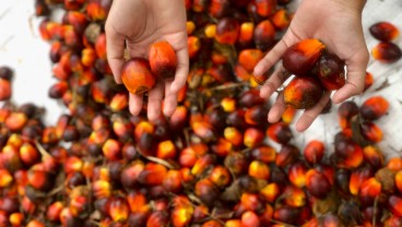Harga TBS Sumsel untuk Periode II April 2025 Turun Jadi Rp3.530 per Kg