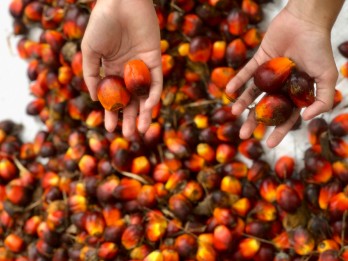Harga TBS Sumsel untuk Periode II April 2025 Turun Jadi Rp3.530 per Kg