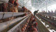 Imbas Tak Terserap, Harga Ayam Ras Hidup di Sumsel Merosot Jadi Rp14.000 per Kg
