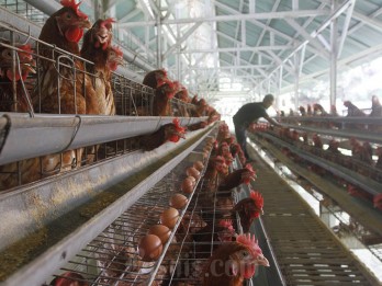Imbas Tak Terserap, Harga Ayam Ras Hidup di Sumsel Merosot Jadi Rp14.000 per Kg