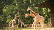 Profil Pemilik Taman Safari Indonesia yang Kini Jadi Sorotan