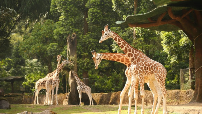 Profil Pemilik Taman Safari Indonesia yang Kini Jadi Sorotan
