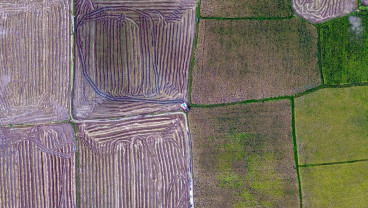 Penyerapan Gabah Petani di Makassar Melampaui Target Dari Pemerintah