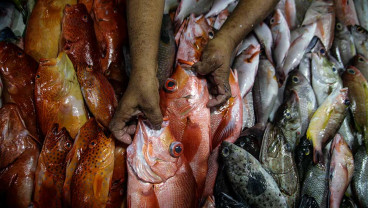 KKP Siapkan Aturan Teknis Pengawasan Mutu Pre-Border Ikan