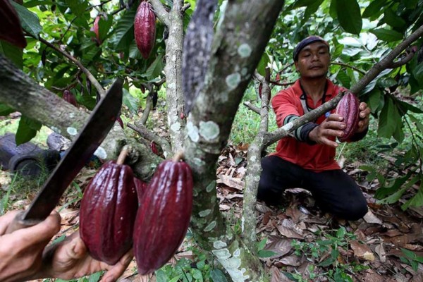 Krisis Kakao Berlanjut, Pasokan Susut di Produsen Terkemuka