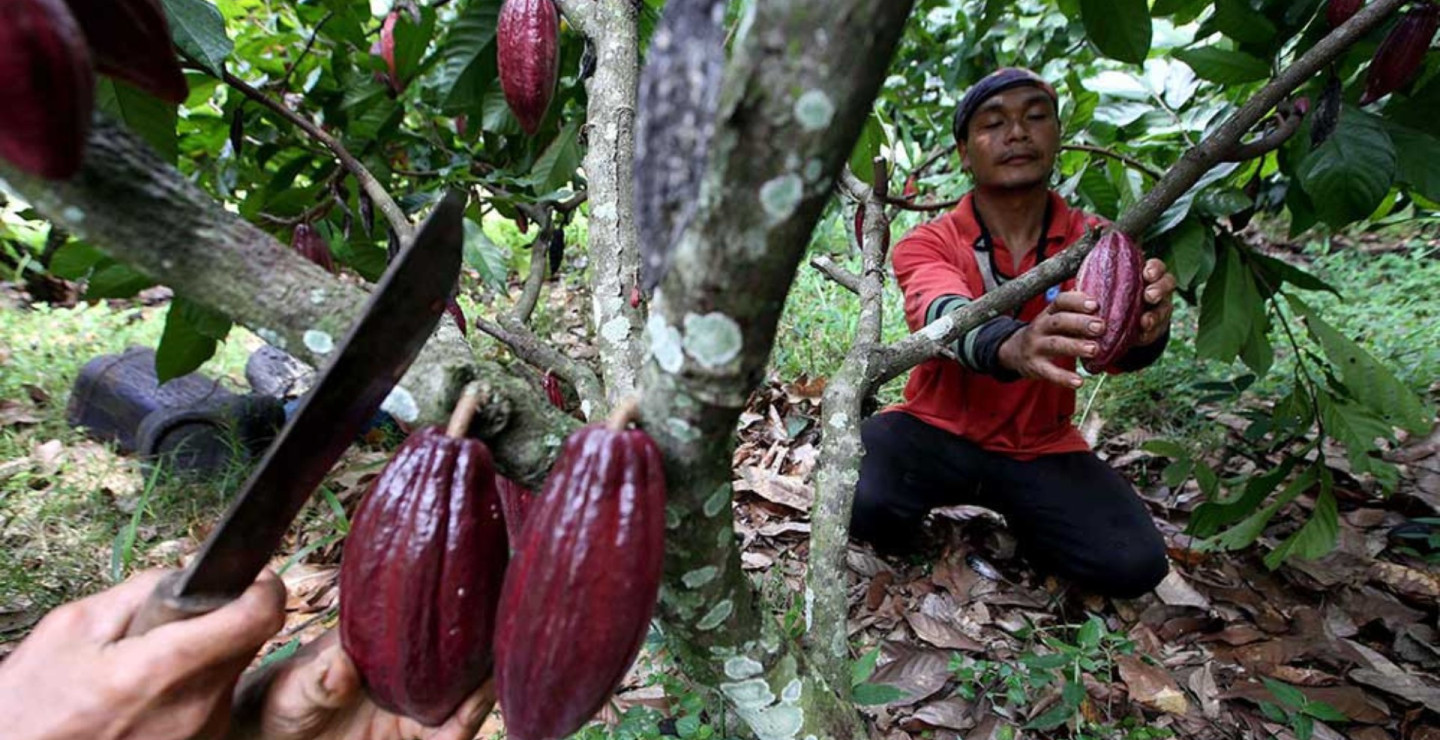 Krisis Kakao Berlanjut, Pasokan Susut di Produsen Terkemuka