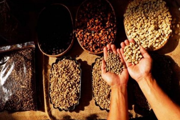 Rebound Kopi Merespons Penangguhan Tarif AS