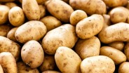 Garut Kebut Produksi Kentang untuk Kebutuhan Nasional Lewat Program Upland
