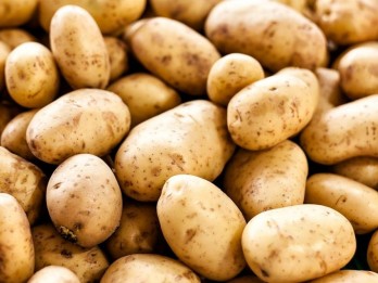 Garut Kebut Produksi Kentang untuk Kebutuhan Nasional Lewat Program Upland