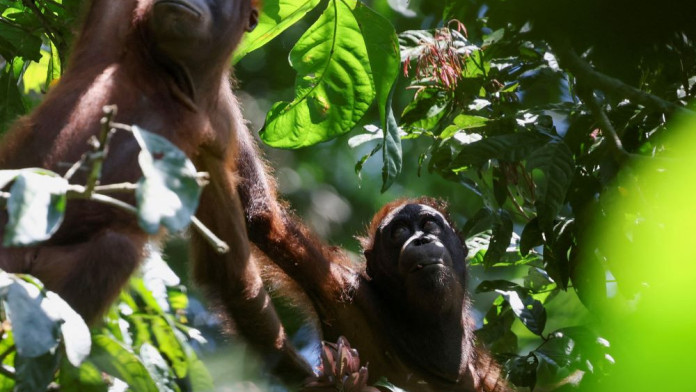 BOSF Bakal Bangun Sejumlah Pulau Buatan untuk Orang Utan Tak Dilepasliarkan