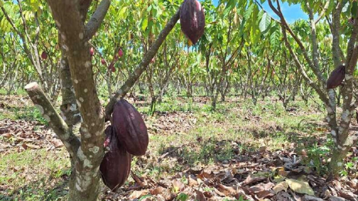 Mars Perkenalkan Sistem Multiklonal yang Diklaim Tingkatkan Produktivitas Petani Kakao